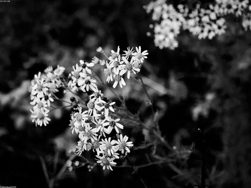 ឧបករណ៍ការពារ: ការអភិវឌ្ឍន៍ និងសារៈសំខាន់